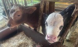 "Türkiye'de yıllık 400-500 bin buzağı ölümü oluyor"