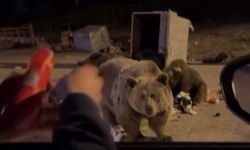 Eliyle beslemek isterken saldırıya uğruyordu (Video)