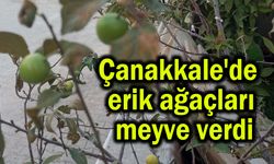 Çanakkale'de erik ağaçları meyve verdi