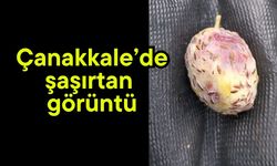 Çanakkale’de şaşırtan görüntü