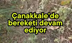 Çanakkale’de bereketi devam ediyor