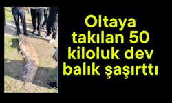 Oltaya takılan 50 kiloluk dev balık şaşırttı (Video)