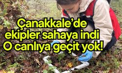 Çanakkale’de ekipler sahaya indi, o canlıya geçit yok!