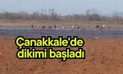 Çanakkale'de dikimi başladı