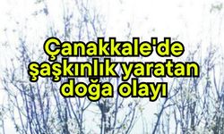 Çanakkale'de şaşkınlık yaratan doğa olayı