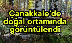 Çanakkale’de doğal ortamında görüntülendi