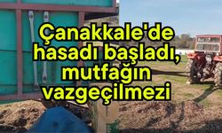 Çanakkale'de hasadı başladı, mutfağın vazgeçilmezi