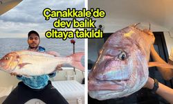 Çanakkale'de dev balık oltaya takıldı