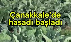 Çanakkale’de hasadı başladı
