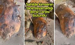 Sahilde kimsenin tanımlayamadığı deniz canlısı bulundu (Video)