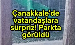 Çanakkale'de vatandaşlara sürpriz! Parkta görüldü