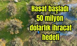 Hasat başladı: 50 milyon dolarlık ihracat hedefi