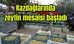 Kazdağları'nda tescilli yeşil çizik zeytin mesaisi başladı