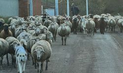 Aylık 50 bin liraya çoban bulamıyorlar