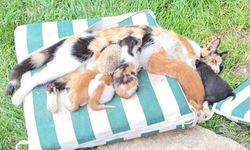 Kedi ve kirpilerin "süt kardeşliği" (Video)