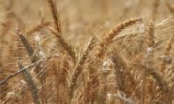 Küresel tahıl üretiminde 105 milyon tonluk rekor artış bekleniyor