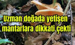 Uzman doğada yetişen mantarlara dikkati çekti