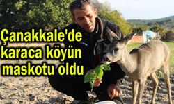 Çanakkale'de karaca köyün maskotu oldu (Video)