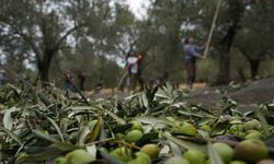 Zeytin hasadıyla tatil buluştu