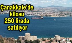 Çanakkale’de kilosu 250 lirada satılıyor