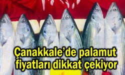 Çanakkale’de palamut fiyatları dikkat çekiyor