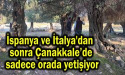 Çanakkale’de sadece orada yetişiyor (Video)