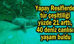 40 deniz canlısı yaşam buldu