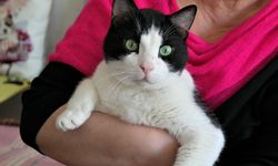 Kasım'da en çok evcil hayvanlar ile ilgili ürünler pahalandı