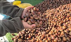 Kestane sezonu açıldı: Kilosu 175 lira (Video)