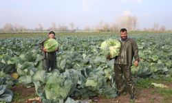 Turşuların başrol oyuncusu lahananın hasadına devam ediliyor