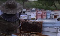 Profesörden arı ölümlerine ilişkin açıklama (Video)