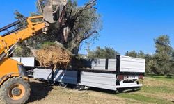 Zeytin ağacı taşıyacaklara önemli uyarı: "İzinsiz işleme ceza var"