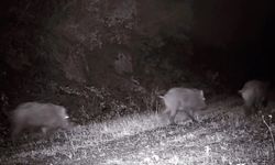 Fotokapana domuz sürüsü takıldı (Video)