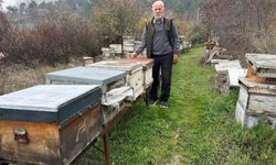 Zirai ilaç yüzünden milyonlarca arısı kovana dönemeden öldü (Video)
