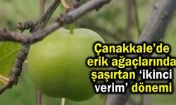 Çanakkale’de erik ağaçlarında ikinci verim dönemi