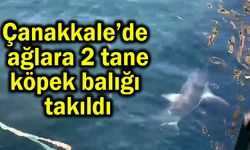 Çanakkale’de 2 köpek balığı ağlara takıldı (Video)