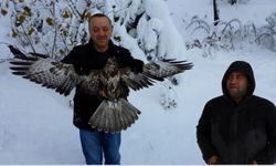 Kargayı atmacanın pençelerinden yoldan geçen vatandaşlar kurtardı