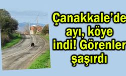 Çanakkale’de ayı, köye indi! Görenler şaşırdı (Video)