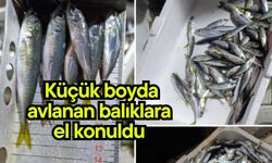 Küçük boyda avlanan balıklara el konuldu