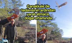 Çanakkale’de tedavisinin ardından yaralı atmaca  doğal ortamında