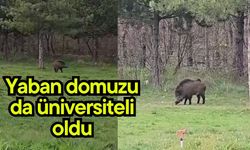 Yaban domuzu da üniversiteli oldu (Video)