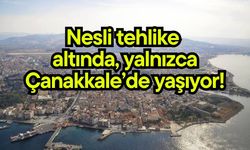 Nesli tehlike altında, yalnızca Çanakkale’de yaşıyor!