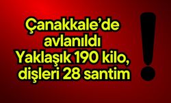 Çanakkale’de avlanıldı! Yaklaşık 190 kilo, dişleri 28 santim