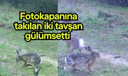 Fotokapanına takılan iki tavşan gülümsetti (Video)