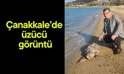 Çanakkale’de üzücü görüntü