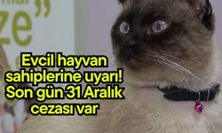 Evcil hayvan sahiplerine uyarı! Son gün 31 Aralık cezası var