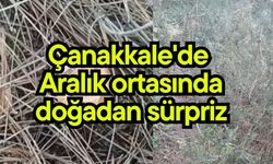 Çanakkale'de Aralık ortasında doğadan sürpriz