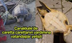 Çanakkale'de caretta carettanın yardımına vatandaşlar yetişti (Video)