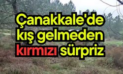 Çanakkale'de kış gelmeden kırmızı sürpriz