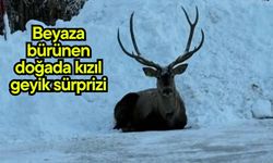 Beyaza bürünen doğada kızıl geyik sürprizi